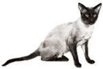 angleterre classic siamese